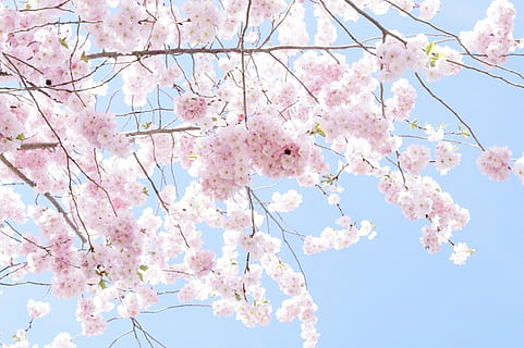 pink sakura, tree, flower tree, bloom, spring, cherry blossom HD wallpaper