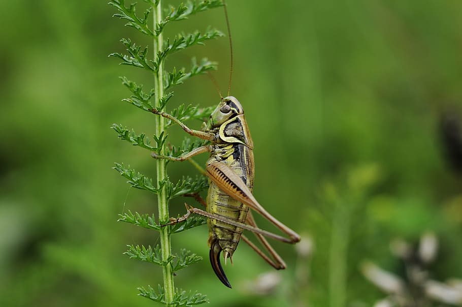 green and brown grasshopper on green leaf plant, cricket, insect HD wallpaper