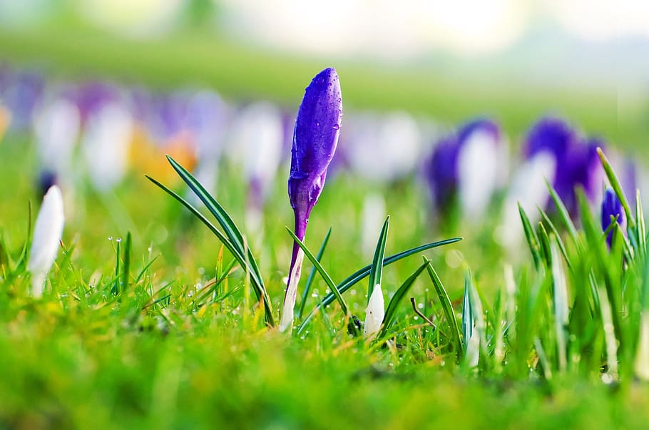 selective focus photo of purple crocus, flowers, plants, spring, HD wallpaper