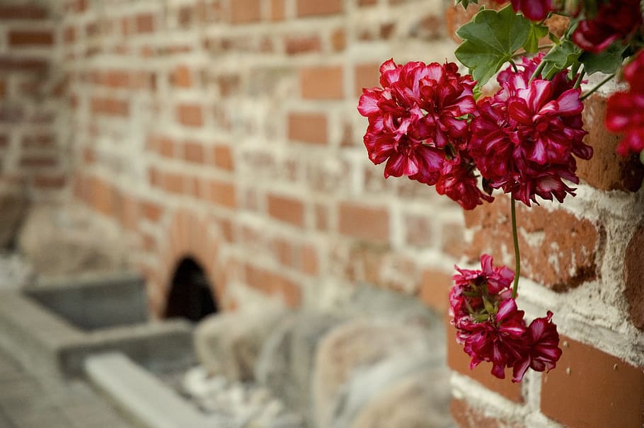 Flower, Outdoors, Wall, Bricks, red, bright, bloom, decoration HD wallpaper