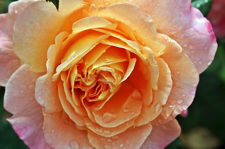 Moisture, Close, Yellow, Pink, rose, blossom, bloom, flower HD wallpaper