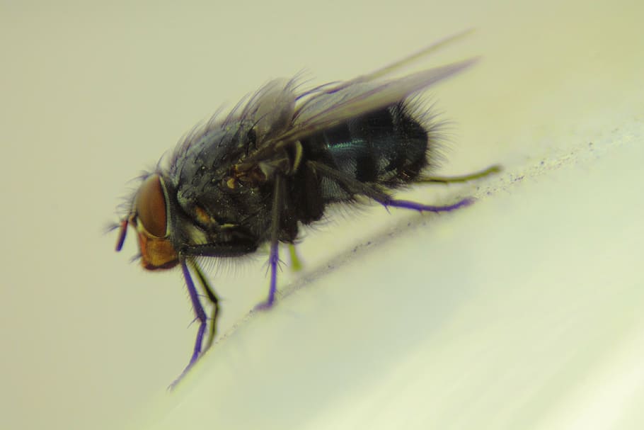 housefly, insect, close, animal, nature, invertebrate, animal themes HD wallpaper