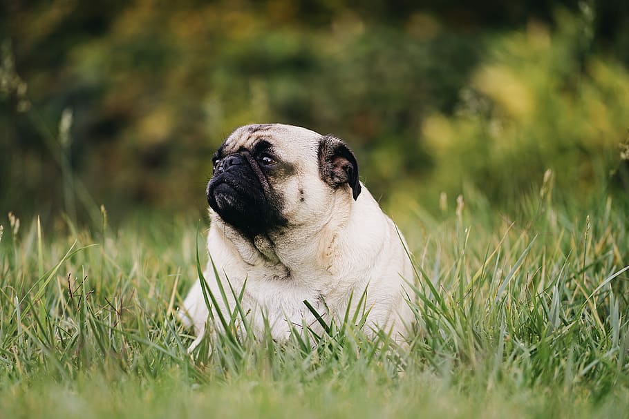 adult fawn pug on grass covered ground, closeup photography of adult fawn pug prone lying on green grass, HD wallpaper