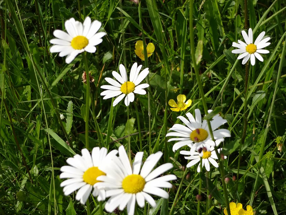 daisies, flower, meadow, spring, flowering plant, freshness HD wallpaper