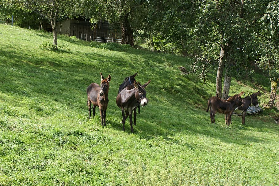 animals, donkey, nature, plant, mammal, domestic animals, grass HD wallpaper