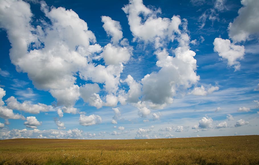 green field and white clouds, wheat, sky, nature, summer, landscape HD wallpaper