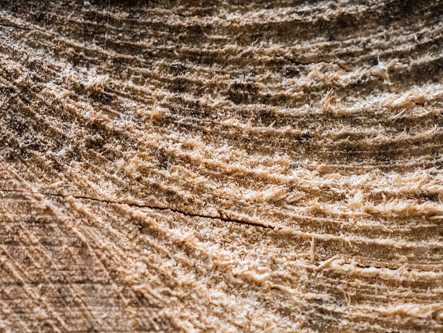 wood, section, rauh, surface, close, grain, saw, texture, structure HD wallpaper