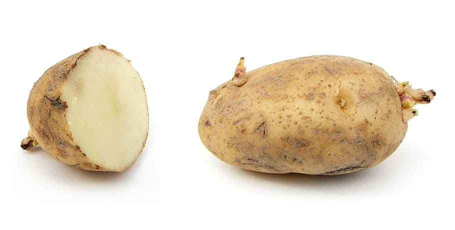 Potato, Earth Apple, russet burbank potato, grundbirne, solanum tuberosum, HD wallpaper