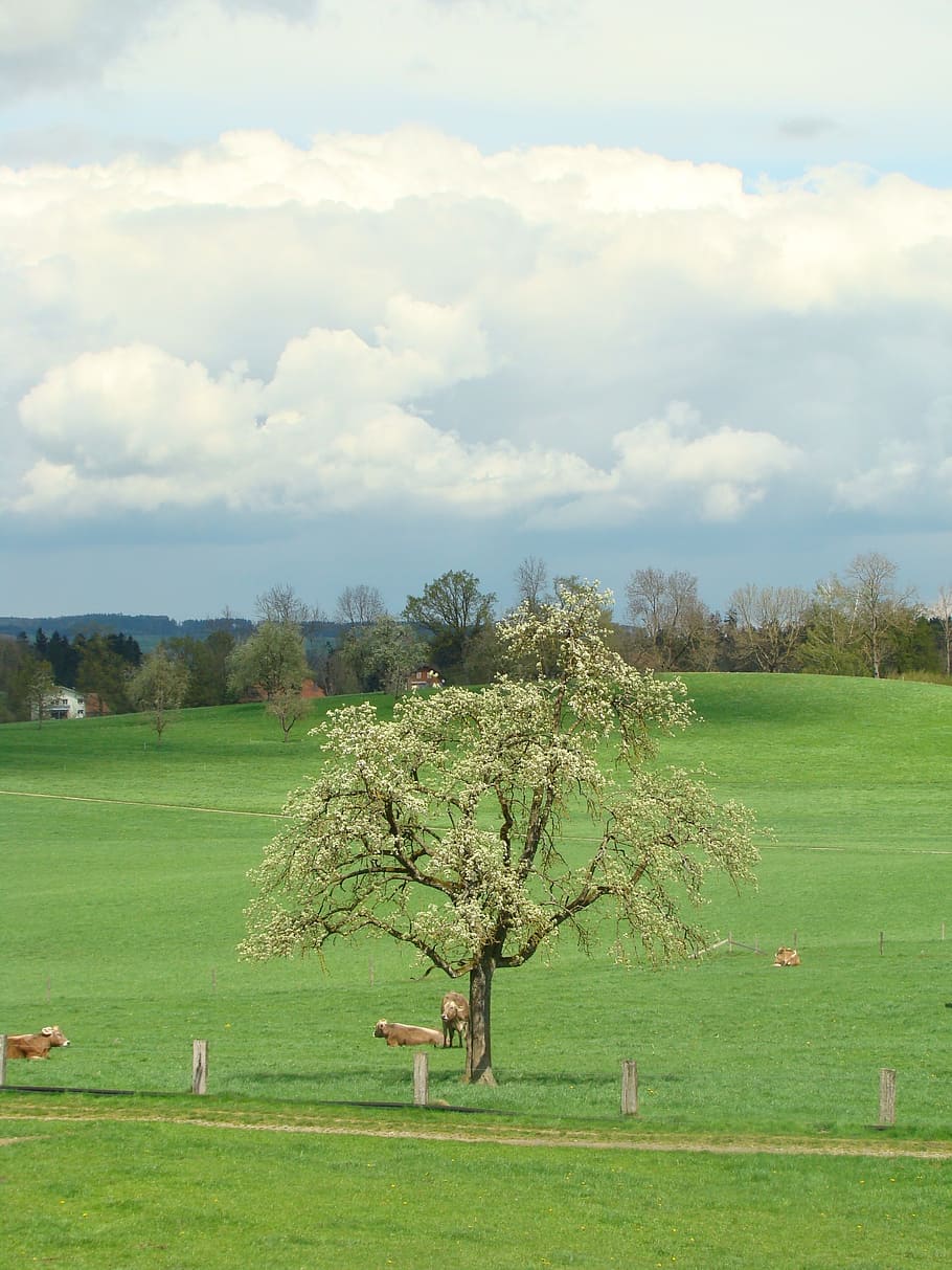 tree, clouds, reported, sky, landscape, nature, forest, agriculture HD wallpaper