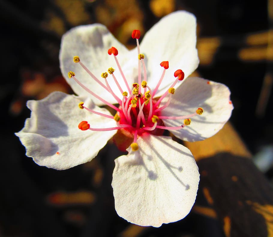 flower, spring, nature, spring nature, flowering plant, freshness HD wallpaper
