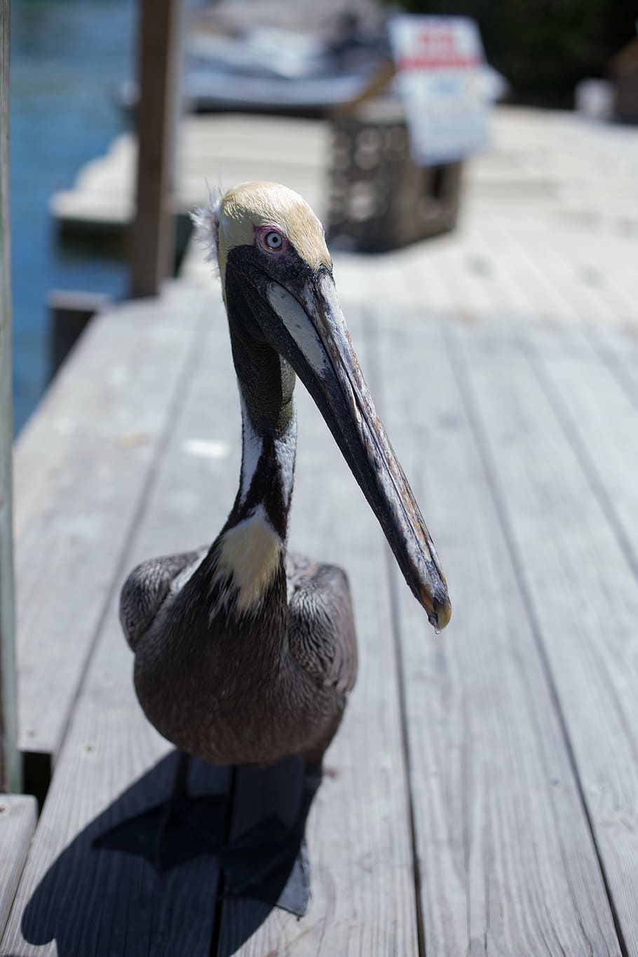 bird, florida, deck, shadow, animal themes, vertebrate, animal wildlife HD wallpaper