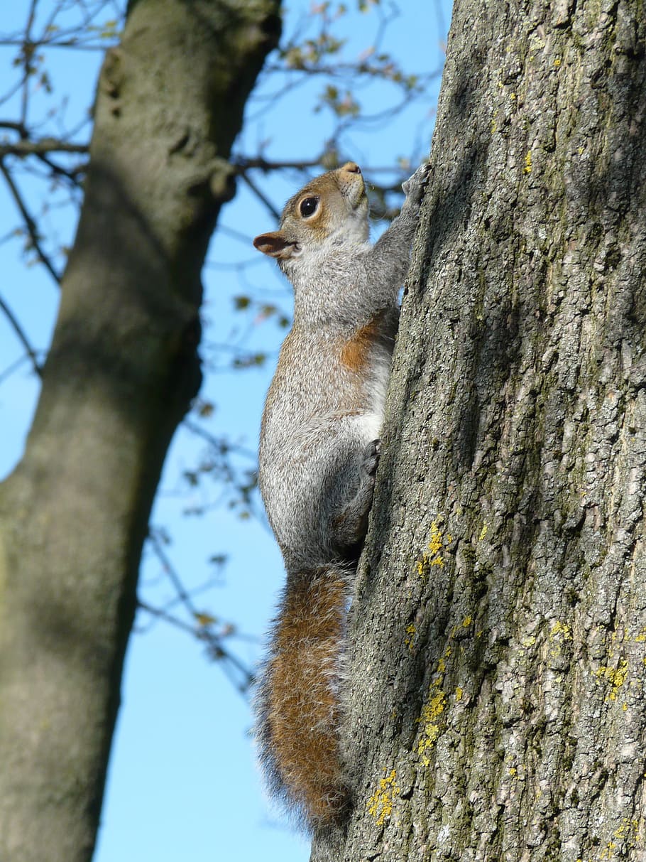 the squirrel, nature, tree, animal, animal themes, animal wildlife HD wallpaper