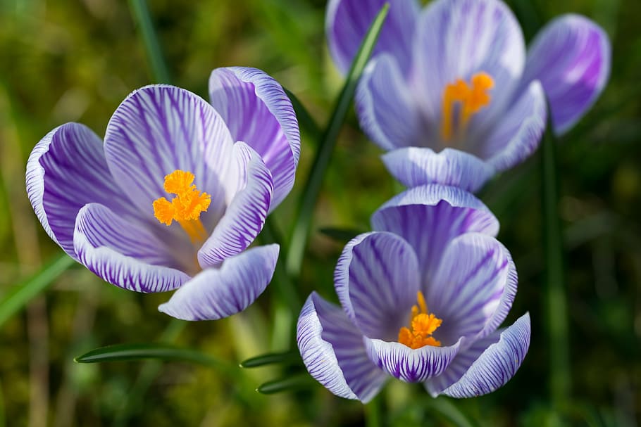 crocus, blossom, bloom, spring, flower, spring flower, purple HD wallpaper