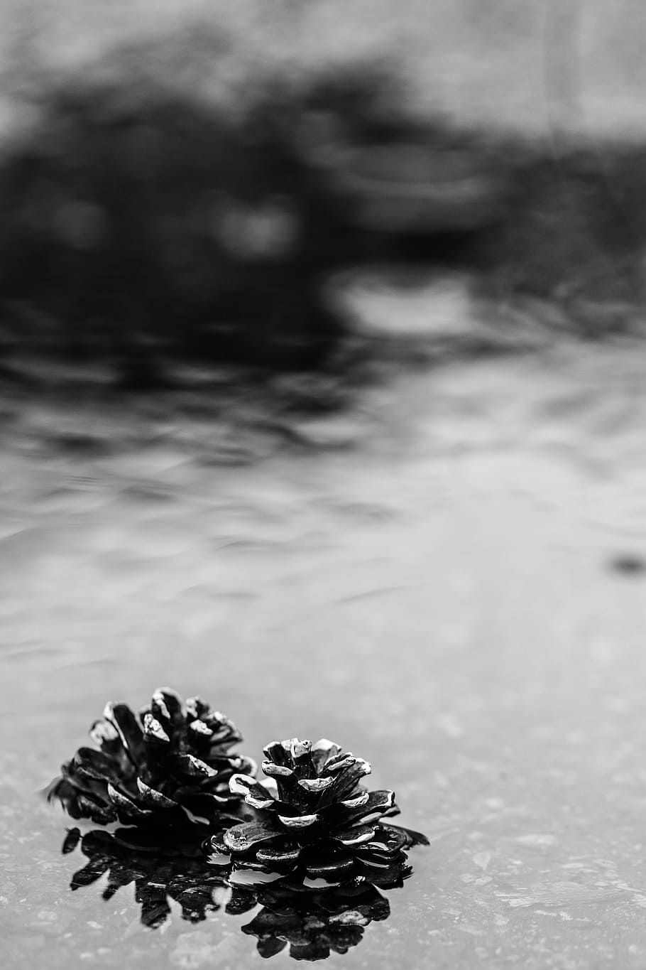 pinecone, puddle, rain, nature, water, no people, day, focus on foreground HD wallpaper