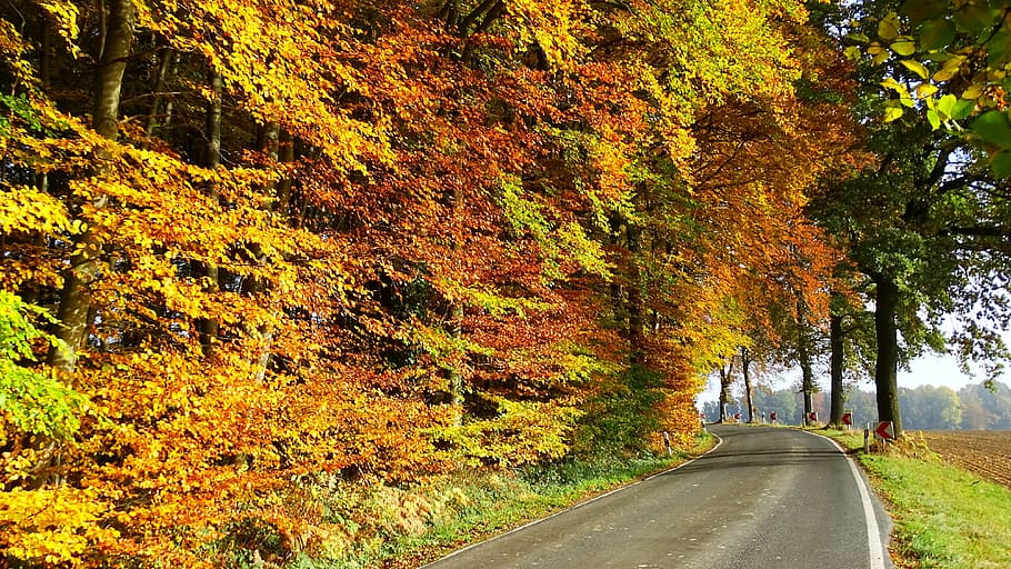 autumn, forest, nature, trees, leaves, fall foliage, october HD wallpaper