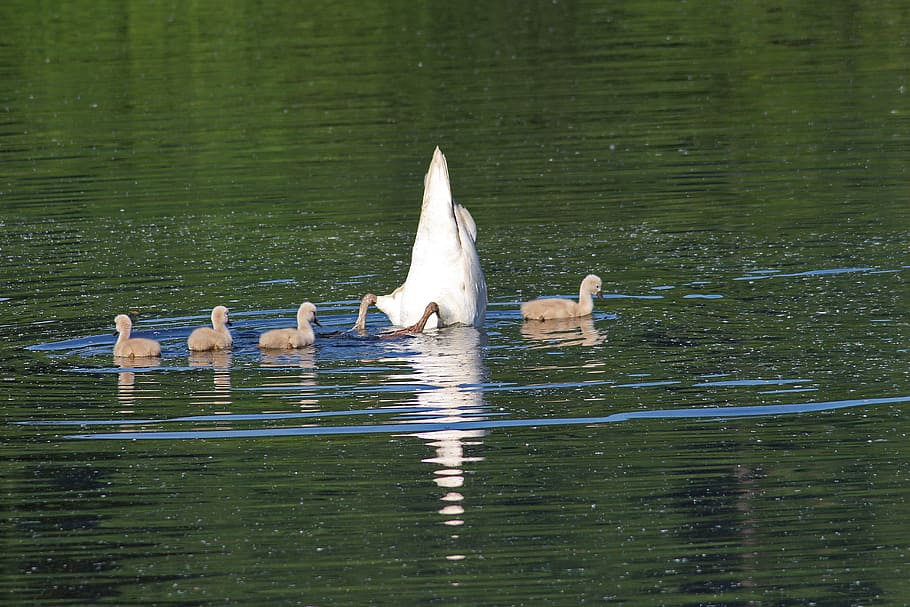 Swans, Chicks, Water, Diving, Waters, foraging, white, cute HD wallpaper