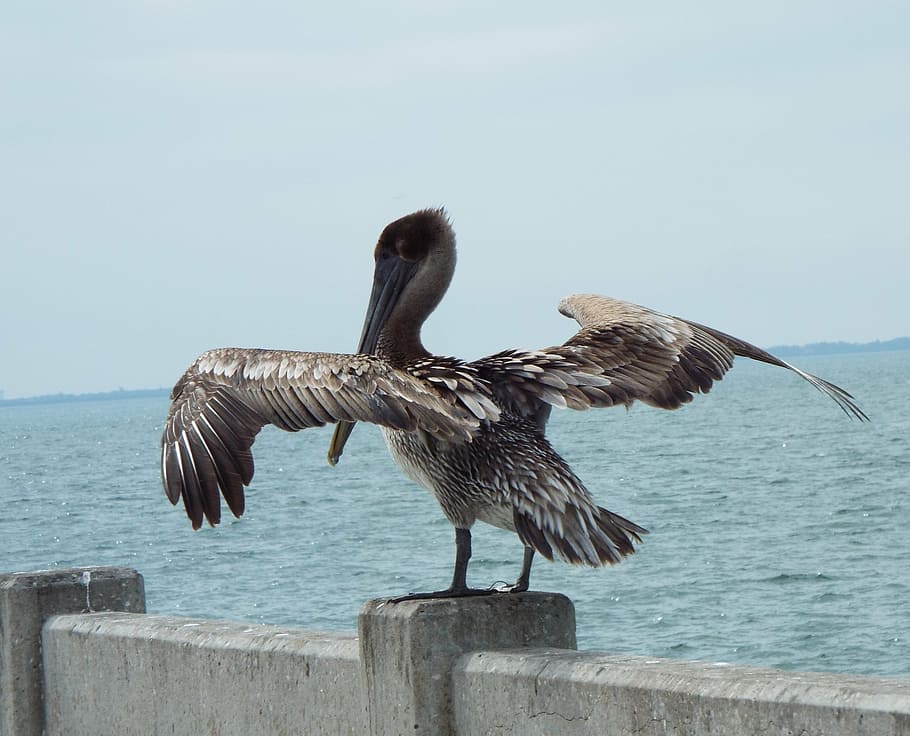 bird, feather, nature, wing, natural, plumage, water, animals in the wild HD wallpaper