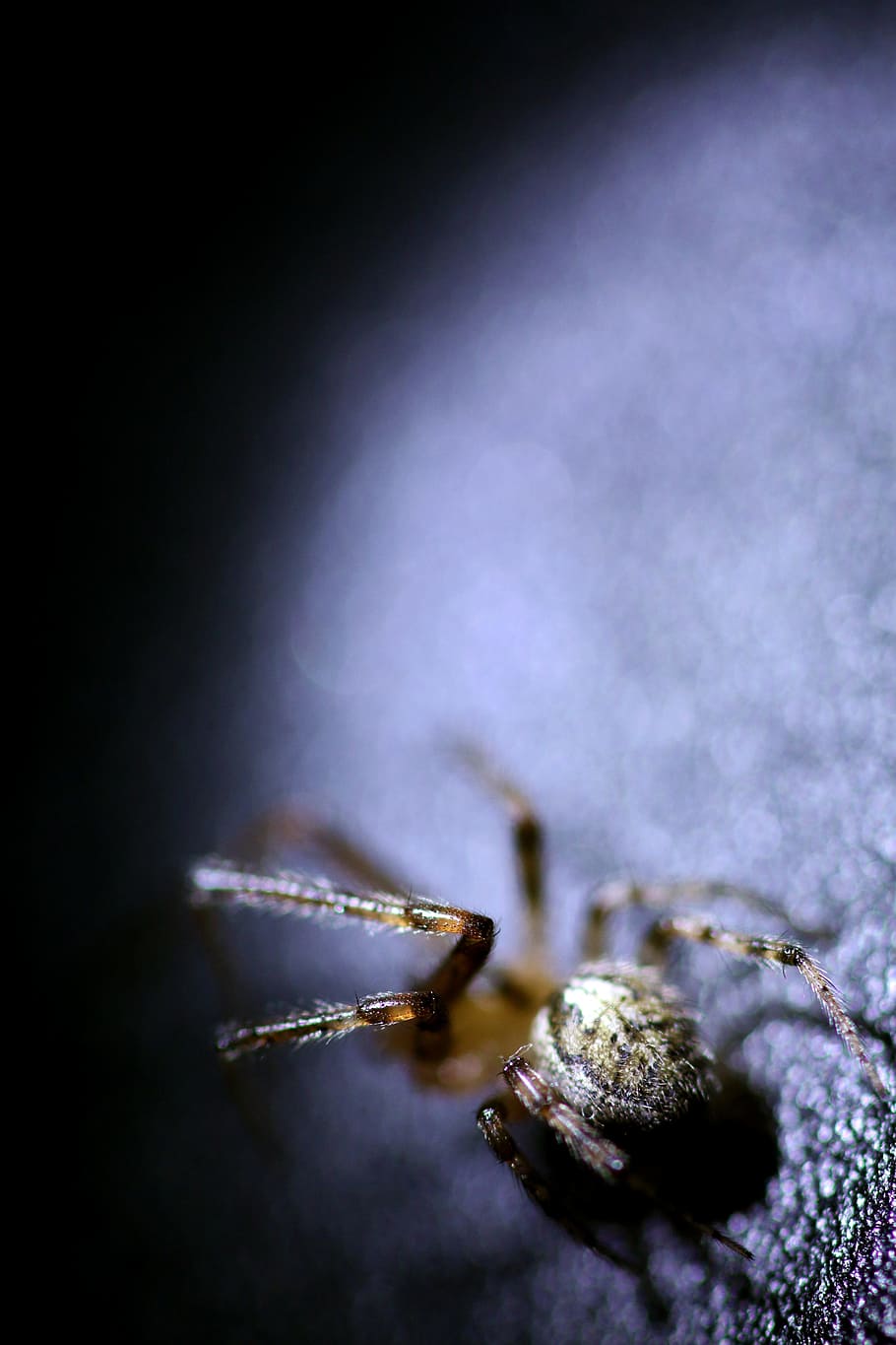 spider, insect, macro, animal, nature, wildlife, arachnid, web HD wallpaper