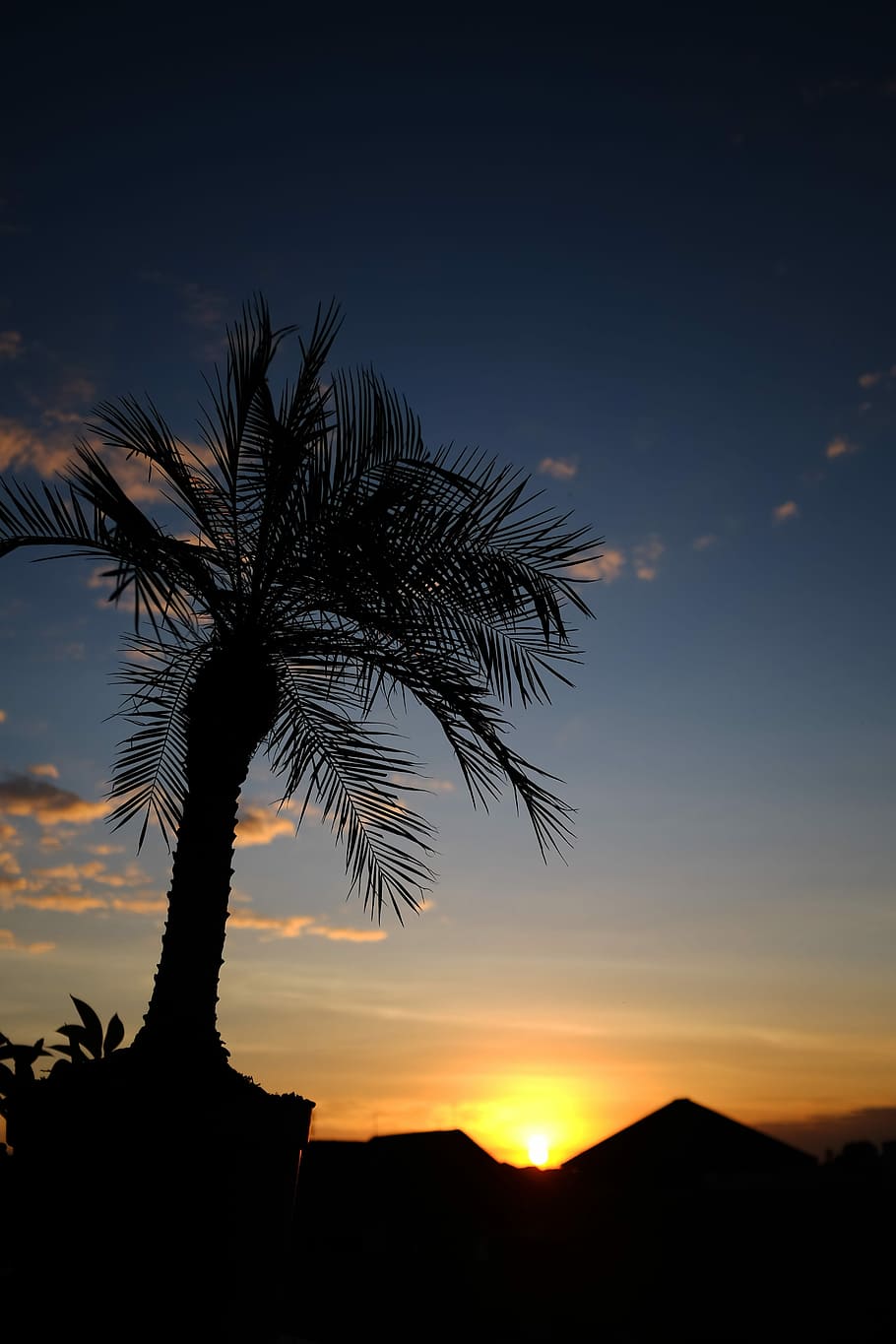 Sunset, Palm Trees, Palm, Tree, Ocean, travel, summer, nature HD wallpaper
