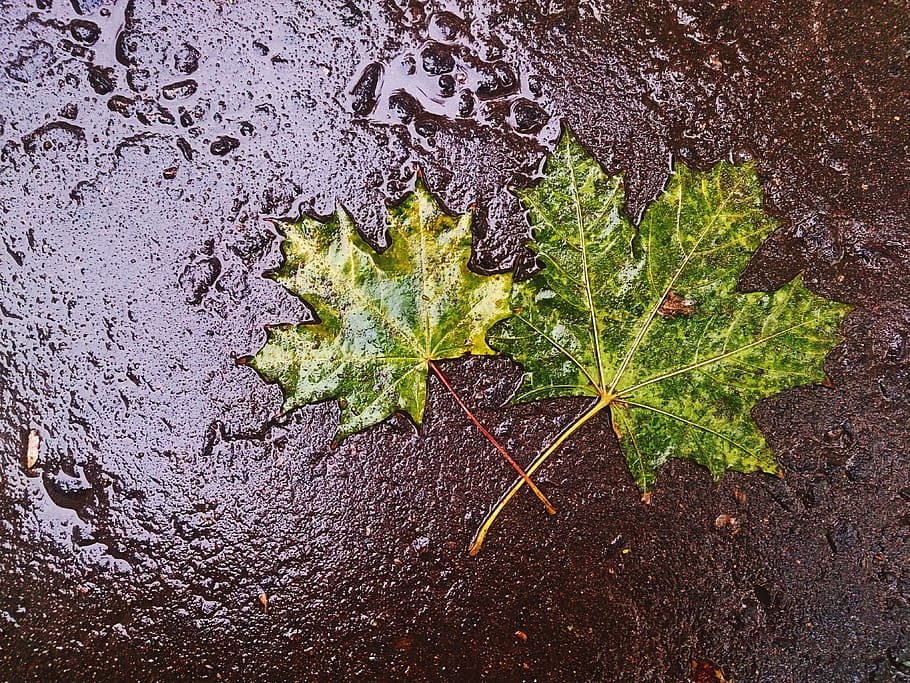 maple leaf, autumn, rain, plant part, nature, no people, growth HD wallpaper