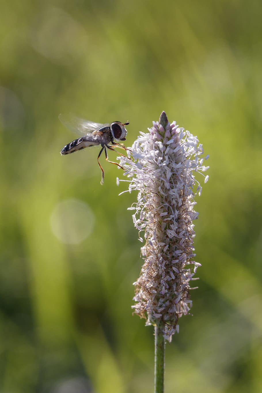 insect, macro, close, nature, wing, macro photography, flower HD wallpaper