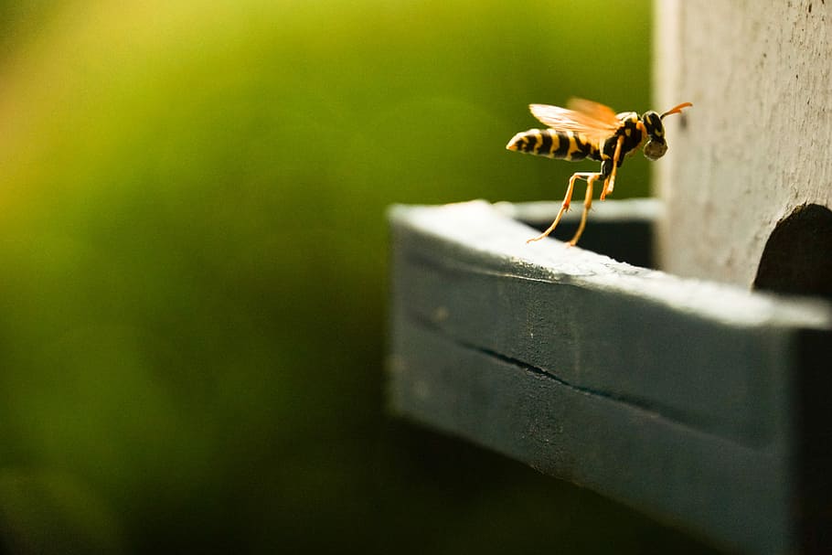 wasp, insect, field wasp, macro, prey, approach, close, animal themes HD wallpaper