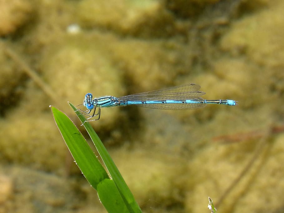 dragonfly, blue dragonfly, leaf, pond, animal wildlife, animal themes HD wallpaper