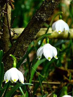 snowflake, fruehlingsknotenblume, spring, spring flower, flower, white HD wallpaper