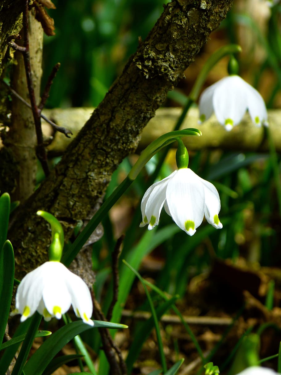 snowflake, fruehlingsknotenblume, spring, spring flower, flower, white HD wallpaper