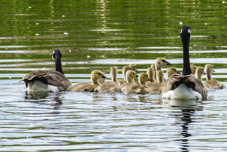canada goose, chicks, young geese, nature, wildlife, goslings, HD wallpaper