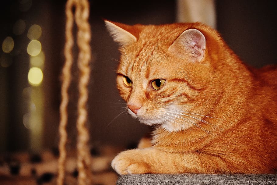 cat, red, funny, cute, mackerel, tiger, sweet, cuddly, animal HD wallpaper