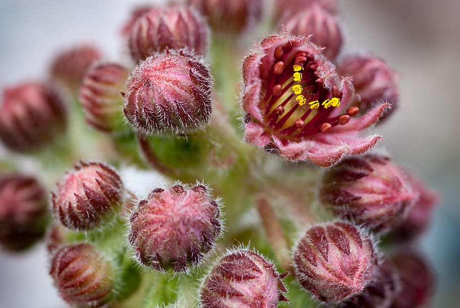 cactus, bloom, plant, blossom, prickly, flora, close, pink HD wallpaper