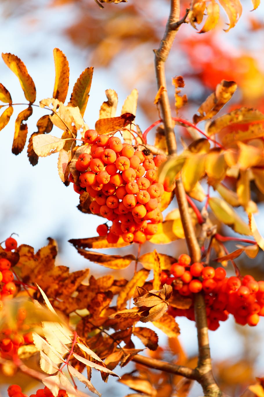 autumn, leaves, leaf, fall foliage, golden autumn, nature, branches HD wallpaper
