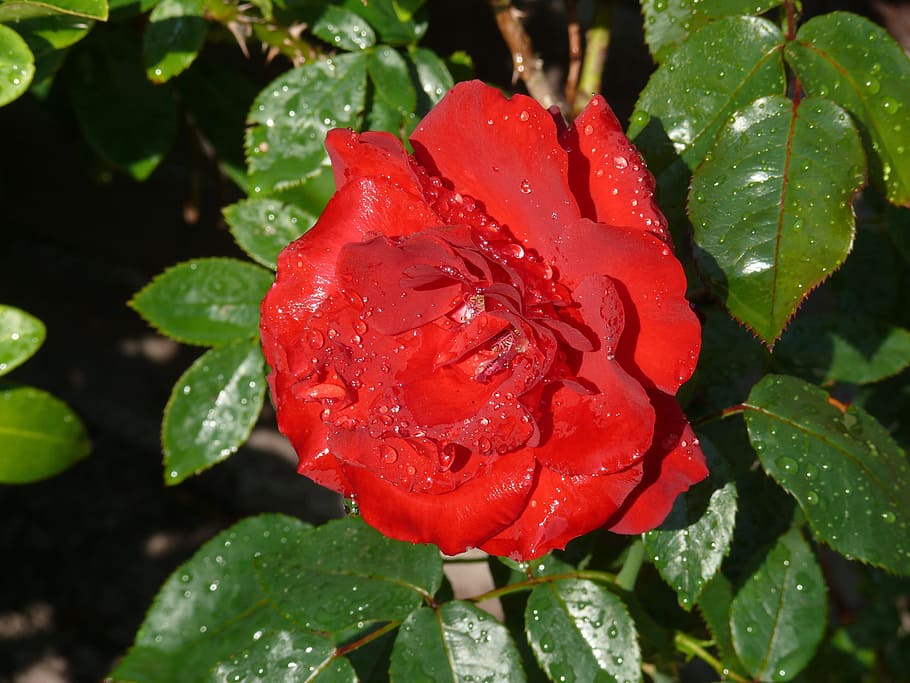Rose, Red, Dewdrops, Nature, Summer, flower, growth, leaf, plant HD wallpaper