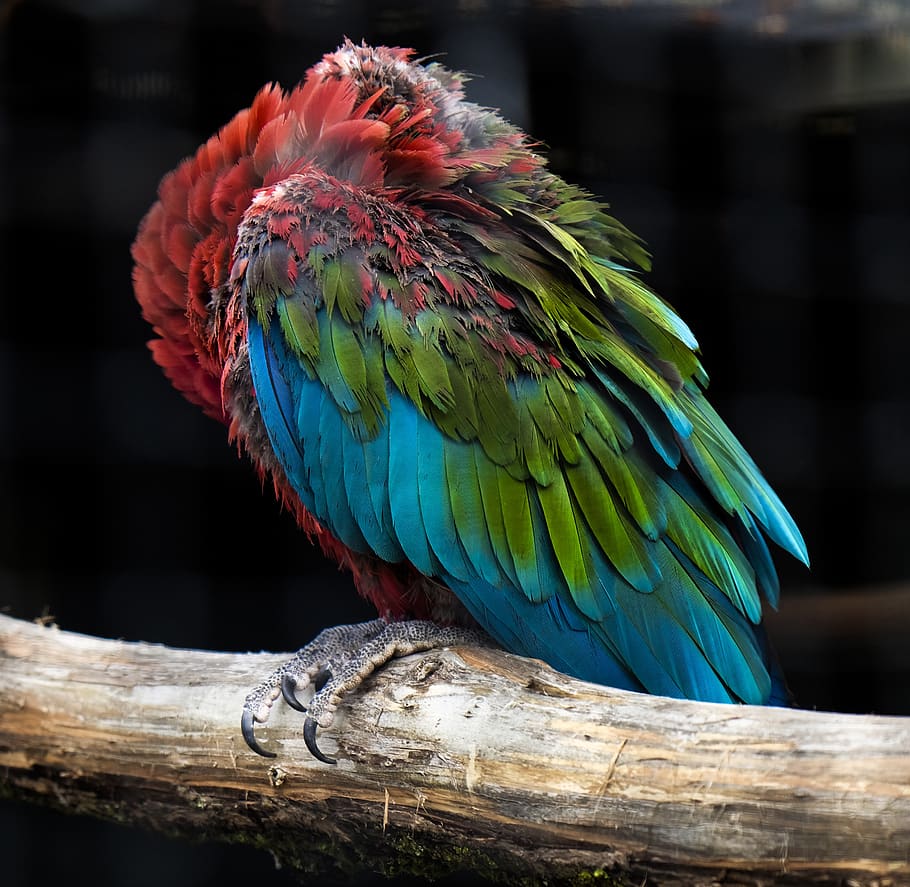 parrot, animal, red, green, blue, colorful, plumage, ara, animal themes, HD wallpaper
