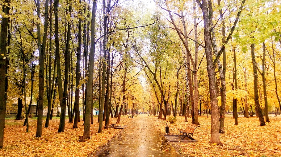 park, autumn, road, tree, plant, change, beauty in nature, growth HD wallpaper