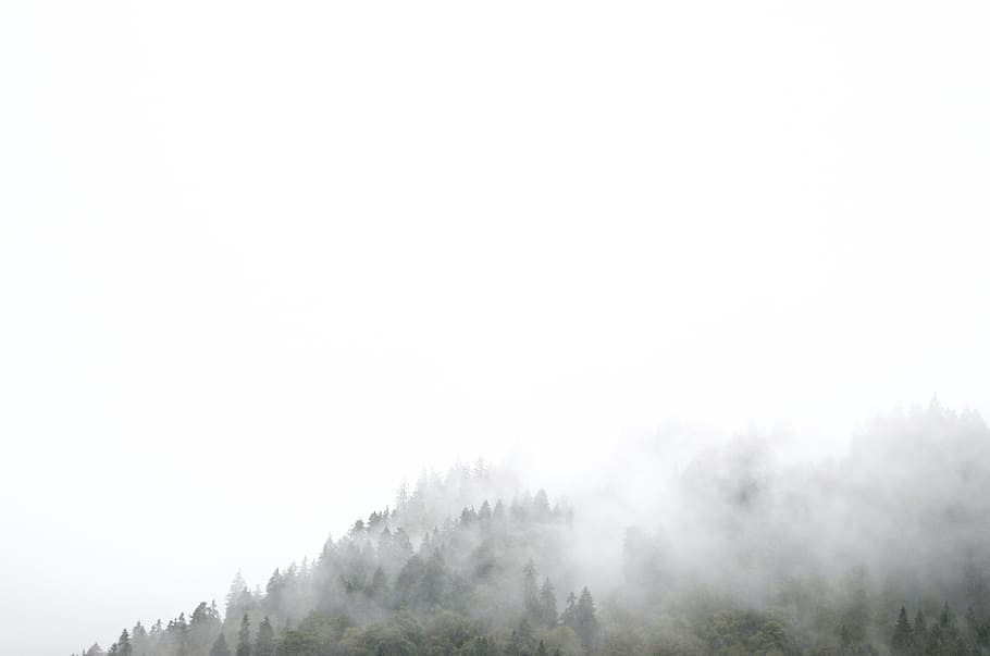 trees, plants, nature, fogs, cold, sky, scenics - nature, no people HD wallpaper