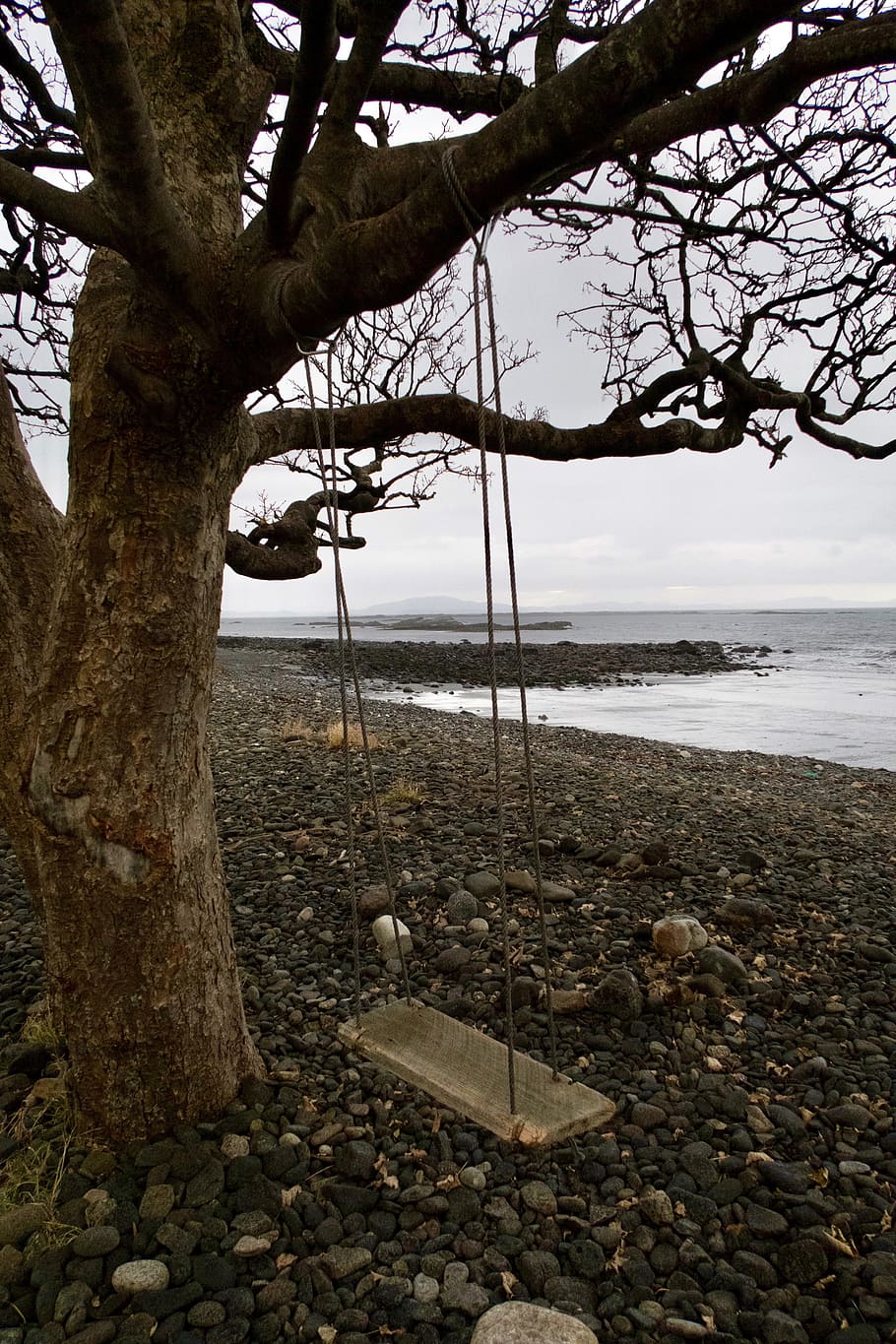 swing, nature, winter, water, tree, plant, sea, trunk, tree trunk HD wallpaper