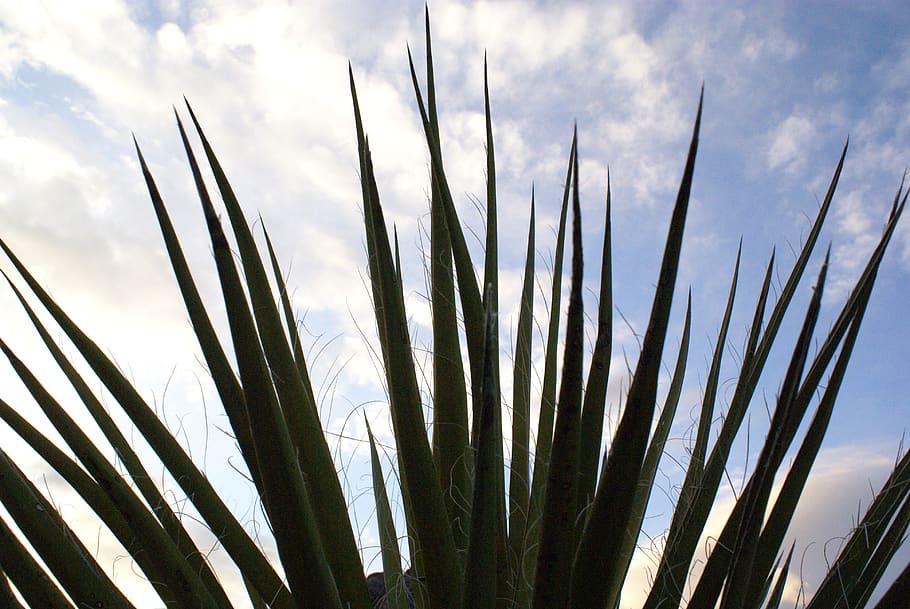 palm, sky, close up, cloud - sky, plant, beauty in nature, growth HD wallpaper