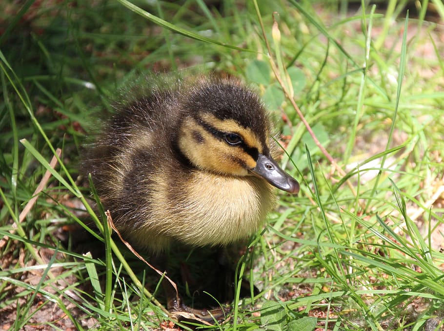 Ducklings, Water Bird, Chicks, young bird, grass, animal themes HD wallpaper