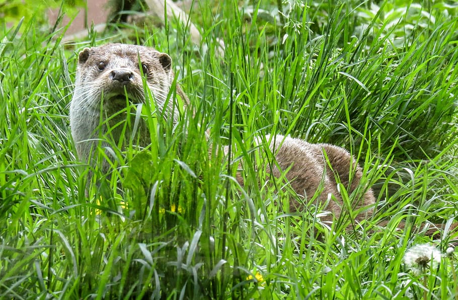 otter, water, hunt, grass, rest, clean, fur, plant, animal themes HD wallpaper