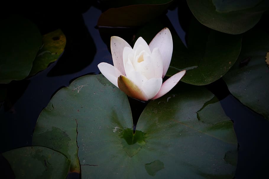 lily, flower, lake, water Lily, nature, pond, lotus Water Lily HD wallpaper