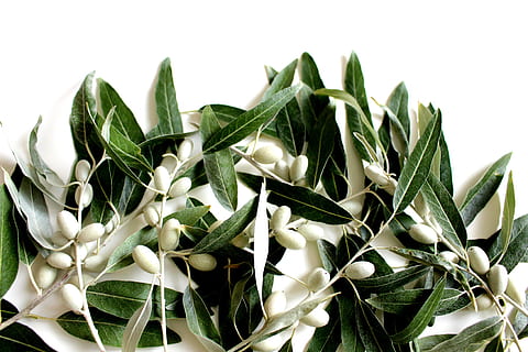close-up photography green leaf plant, olive leaf, olives, olive tree HD wallpaper