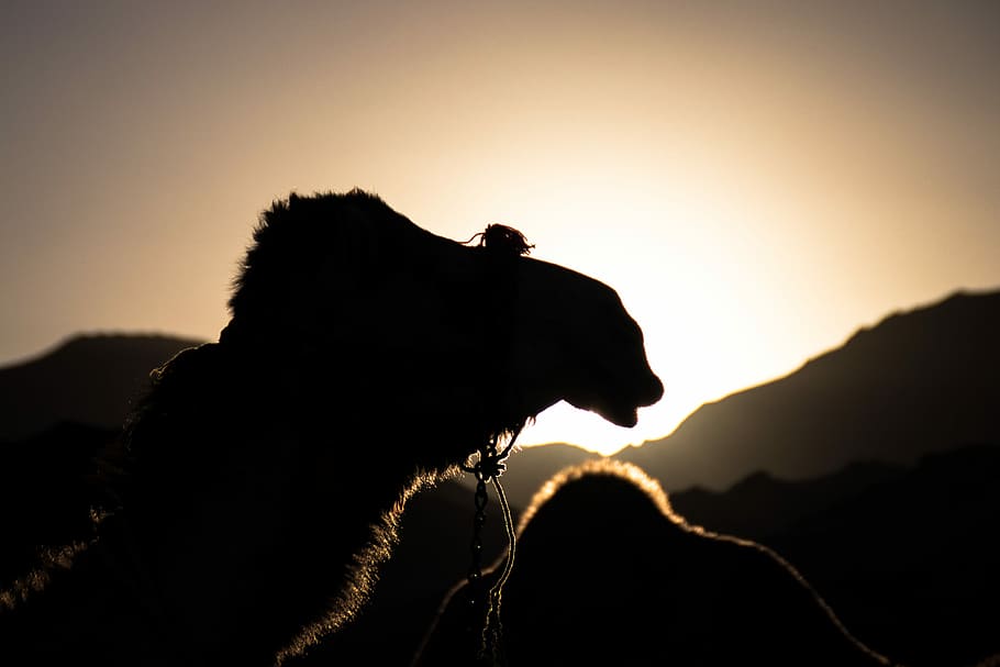 Sunset vibes in the desert, tilt shift lens photography of camel during sunset HD wallpaper