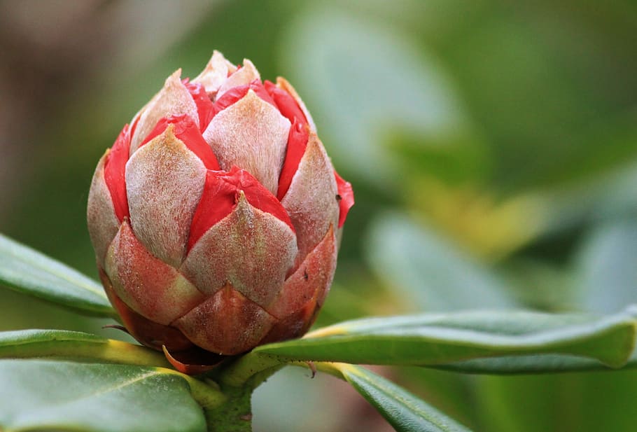 red rhododendron buds selective focus photography, blossom HD wallpaper
