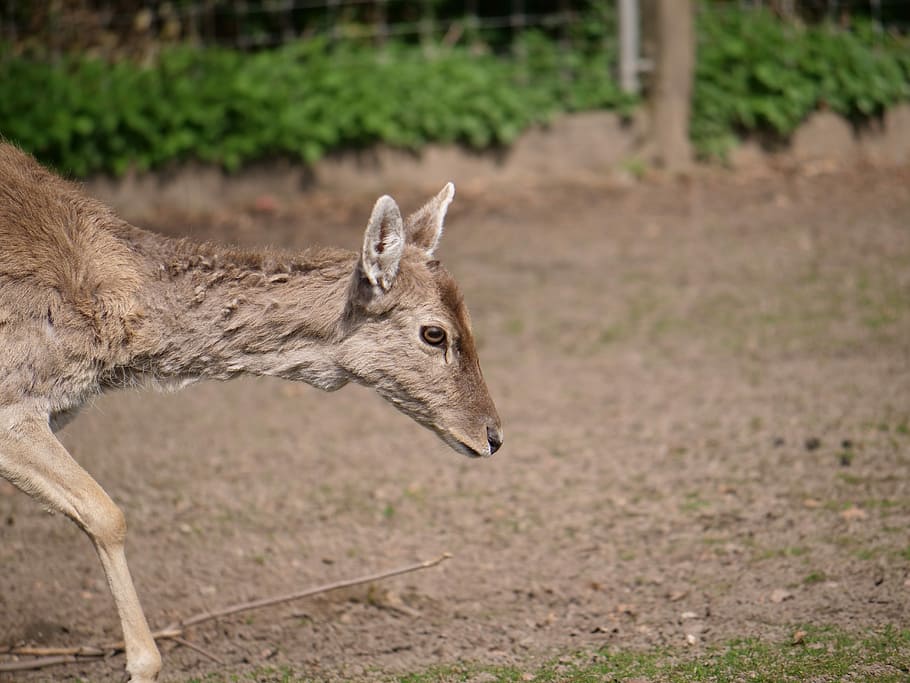 hirsch, roe deer, concerns, sleep, mammal, animal world, nature HD wallpaper