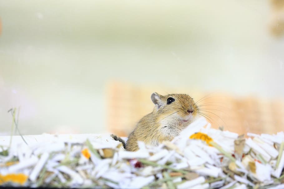 close-up photo of brown guinea pig, gerbil, mouse, pet, rodent HD wallpaper