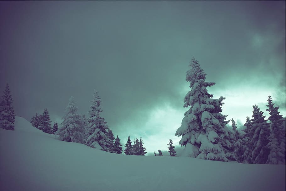 trees coated with snow at daytime, pine, winter, dark, cloudy HD wallpaper
