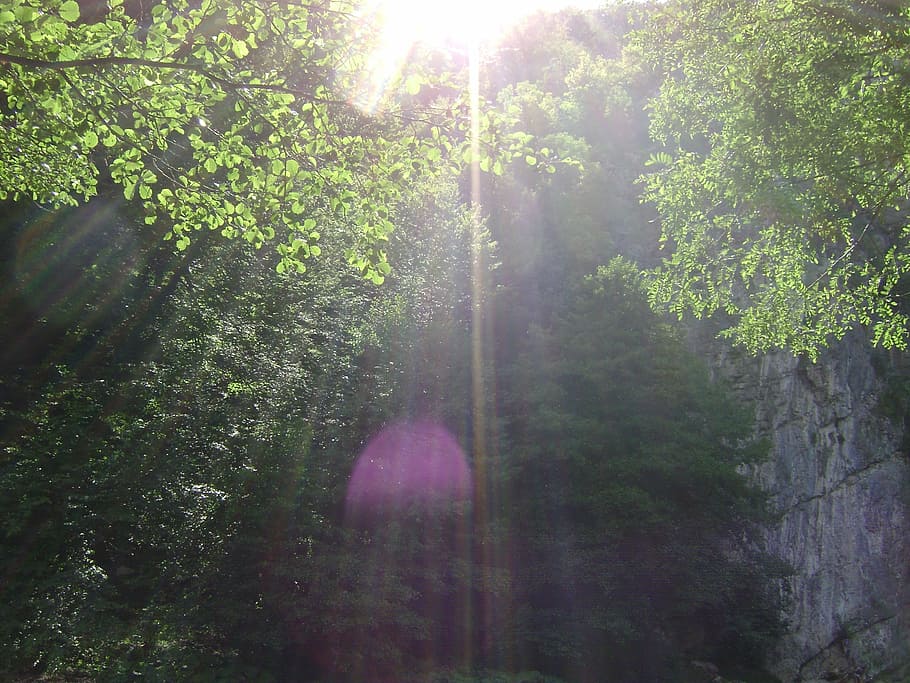 forest, sun, nature, sunlight, scenery, plant, tree, growth HD wallpaper