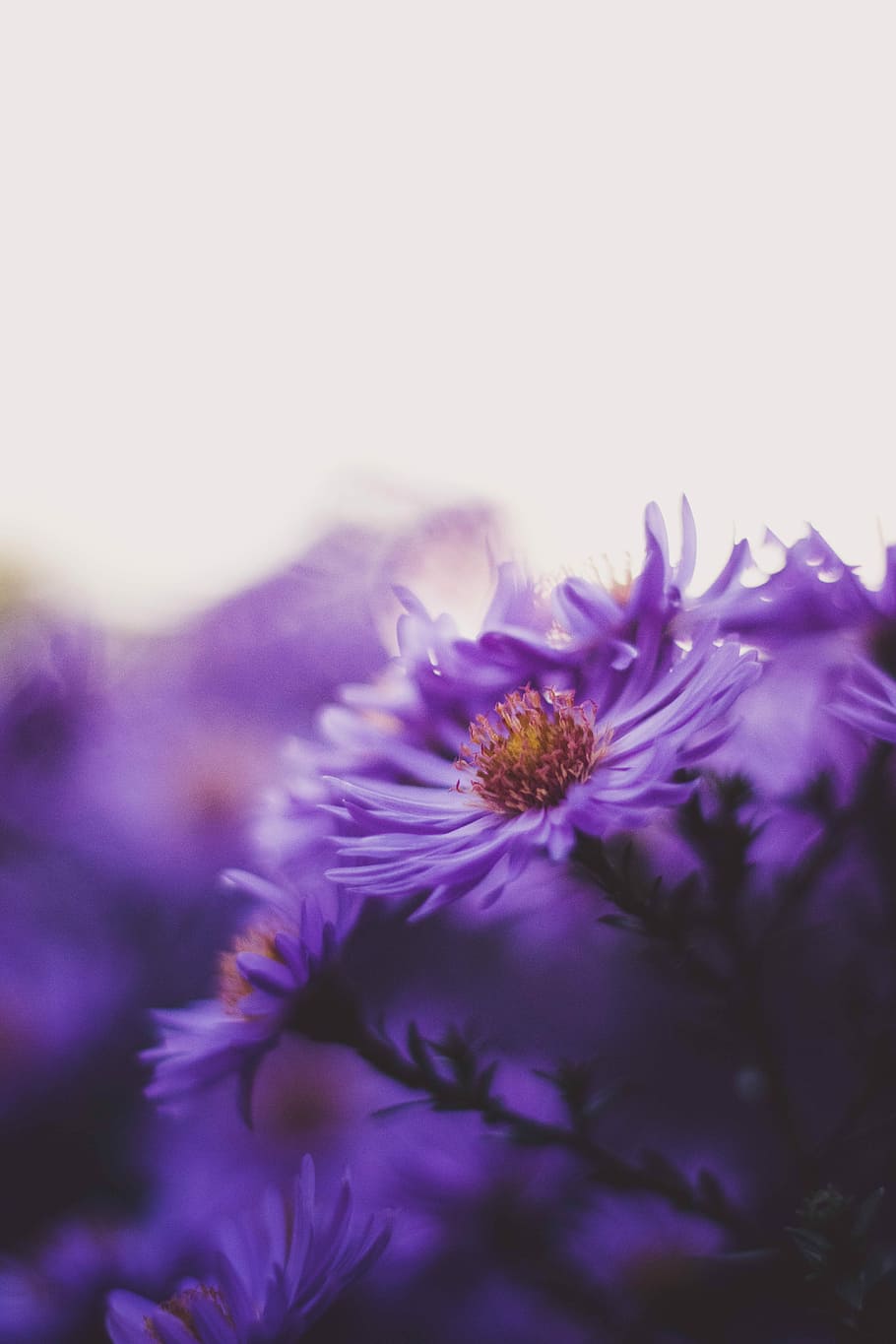 closeup photo of purple asters, ambiance, garden, natur, evening